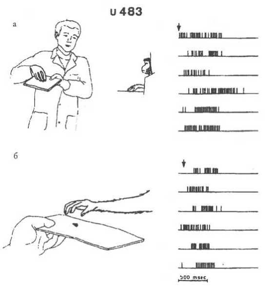 Иллюстрация к книге — Мозг рассказывает. Что делает нас людьми [i_027.jpg]