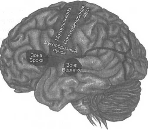 Иллюстрация к книге — Мозг рассказывает. Что делает нас людьми [i_028.jpg]