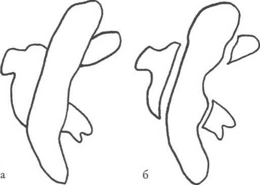 Иллюстрация к книге — Мозг рассказывает. Что делает нас людьми [i_034.jpg]