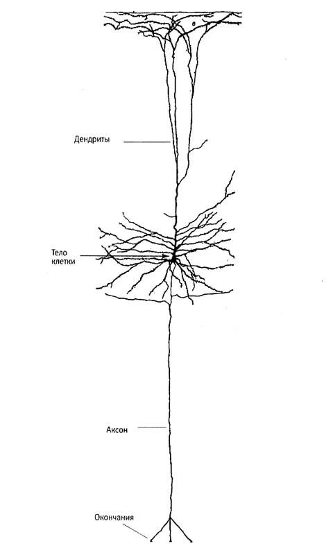 Иллюстрация к книге — В поисках памяти [i_014.jpg]