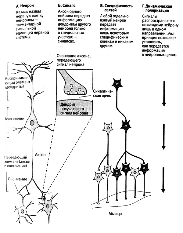 Иллюстрация к книге — В поисках памяти [i_015.jpg]