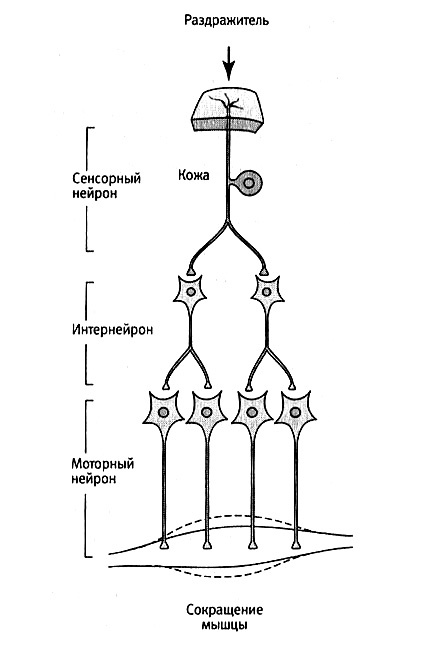 Иллюстрация к книге — В поисках памяти [i_016.jpg]