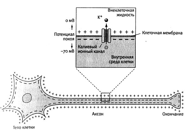 Иллюстрация к книге — В поисках памяти [i_020.jpg]