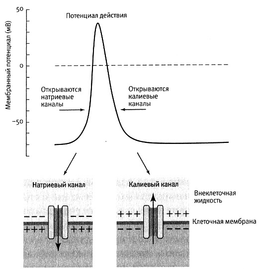 Иллюстрация к книге — В поисках памяти [i_022.jpg]