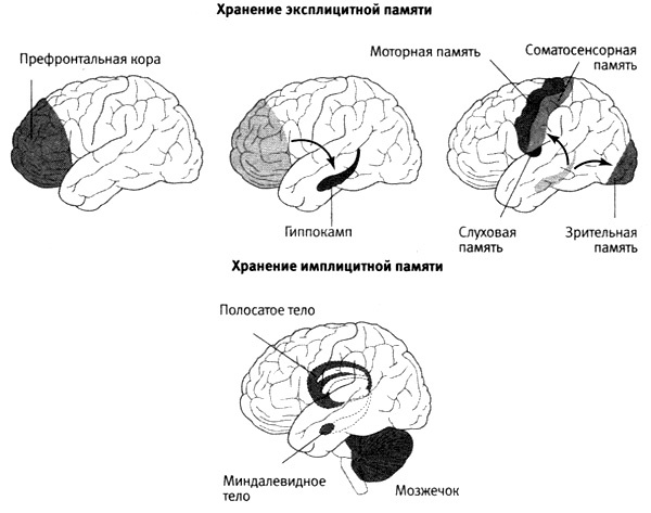 Иллюстрация к книге — В поисках памяти [i_036.jpg]
