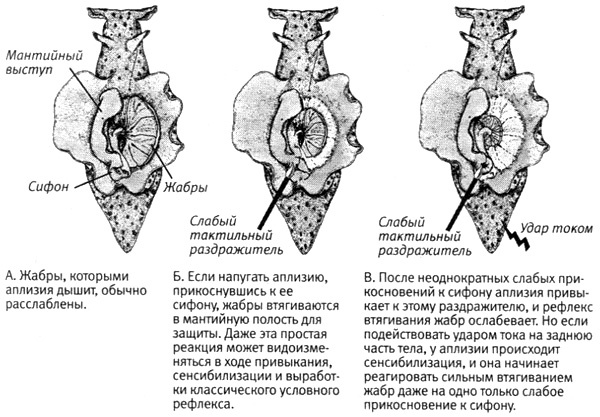 Иллюстрация к книге — В поисках памяти [i_046.jpg]