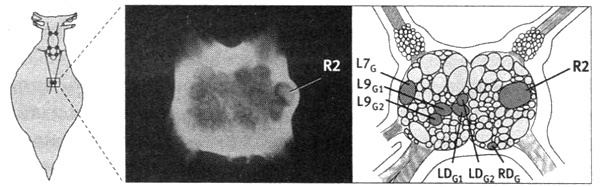 Иллюстрация к книге — В поисках памяти [i_047.jpg]