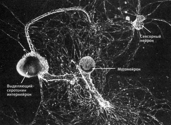 Иллюстрация к книге — В поисках памяти [i_060.jpg]