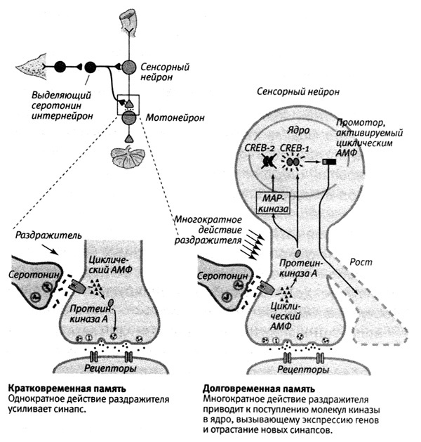 Иллюстрация к книге — В поисках памяти [i_062.jpg]