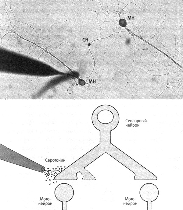 Иллюстрация к книге — В поисках памяти [i_063.jpg]