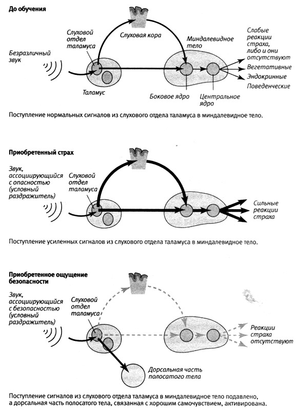 Иллюстрация к книге — В поисках памяти [i_072.jpg]
