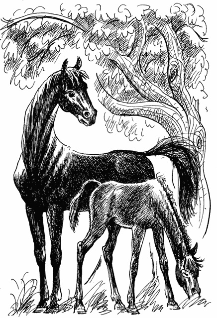 Иллюстрация к книге — Черный красавчик [i_002.jpg]