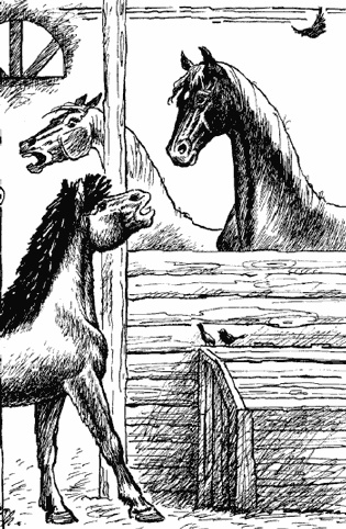 Иллюстрация к книге — Черный красавчик [i_003.jpg]