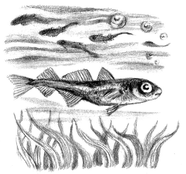 Иллюстрация к книге — Приключения маленькой трески [i_007.jpg]