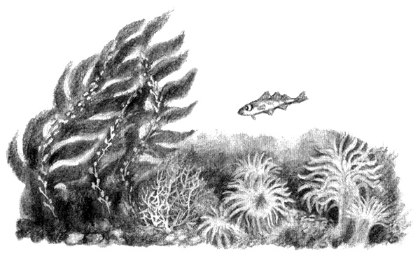 Иллюстрация к книге — Приключения маленькой трески [i_010.jpg]