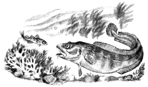 Иллюстрация к книге — Приключения маленькой трески [i_012.jpg]