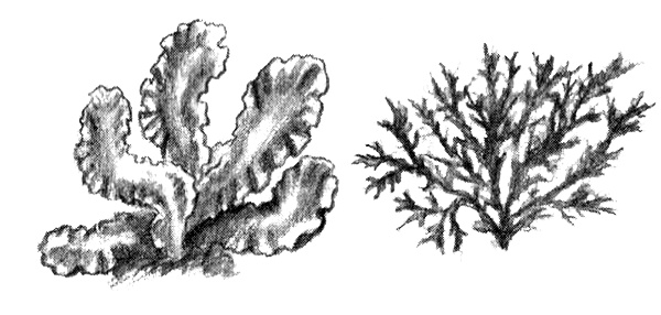 Иллюстрация к книге — Приключения маленькой трески [i_017.jpg]