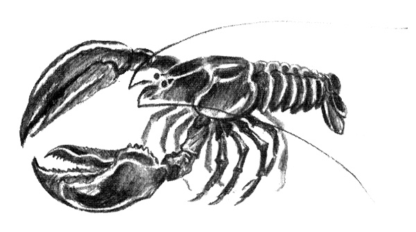 Иллюстрация к книге — Приключения маленькой трески [i_018.jpg]