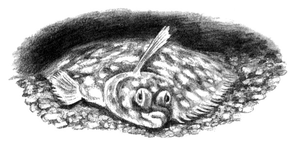 Иллюстрация к книге — Приключения маленькой трески [i_020.jpg]