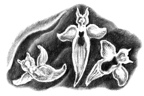 Иллюстрация к книге — Приключения маленькой трески [i_022.jpg]