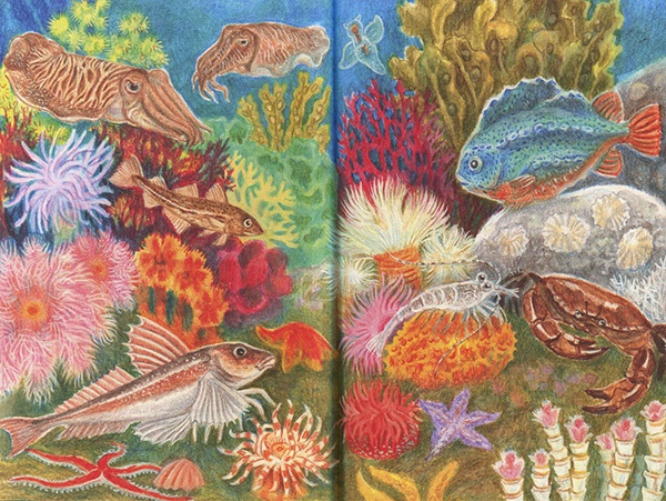 Иллюстрация к книге — Приключения маленькой трески [i_028.jpg]