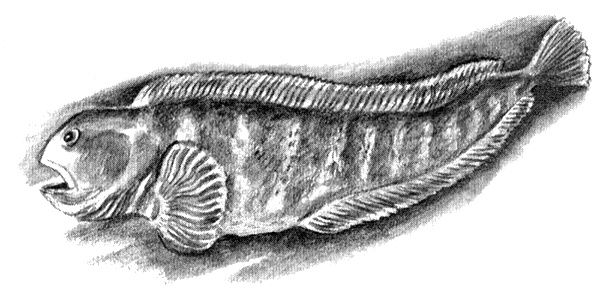 Иллюстрация к книге — Приключения маленькой трески [i_031.jpg]