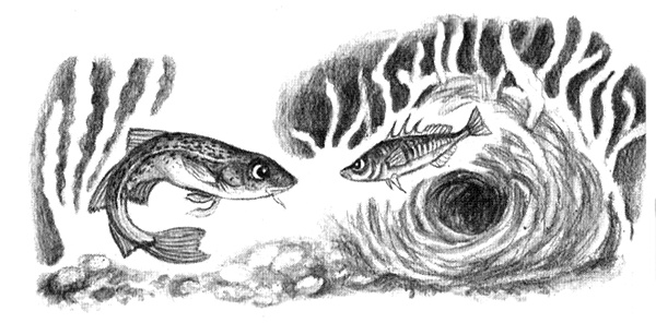 Иллюстрация к книге — Приключения маленькой трески [i_039.jpg]