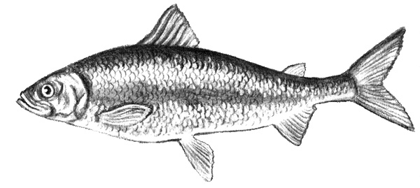 Иллюстрация к книге — Приключения маленькой трески [i_041.jpg]