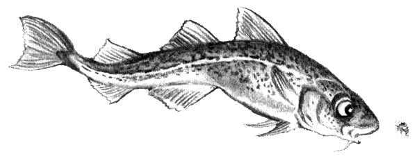 Иллюстрация к книге — Приключения маленькой трески [i_045.jpg]