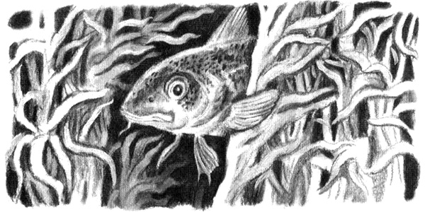 Иллюстрация к книге — Приключения маленькой трески [i_047.jpg]