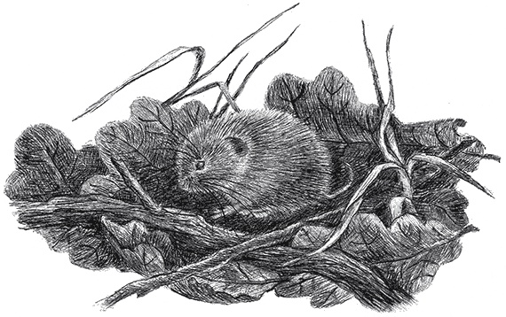 Иллюстрация к книге — Лесные разведчики [i_001.jpg]