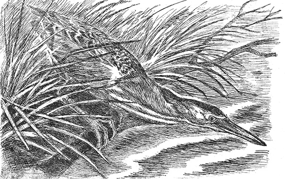 Иллюстрация к книге — Лесные разведчики [i_004.jpg]