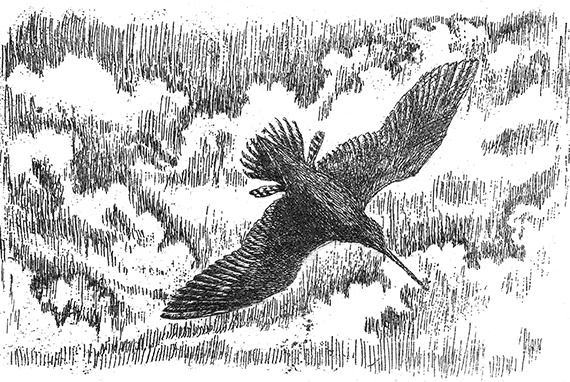 Иллюстрация к книге — Лесные разведчики [i_006.jpg]