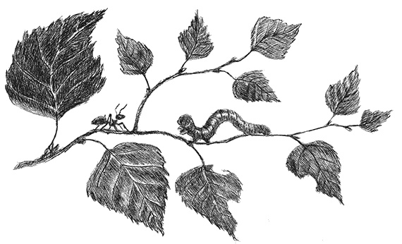 Иллюстрация к книге — Лесные разведчики [i_010.jpg]