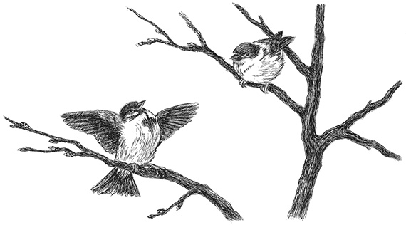 Иллюстрация к книге — Лесные разведчики [i_011.jpg]