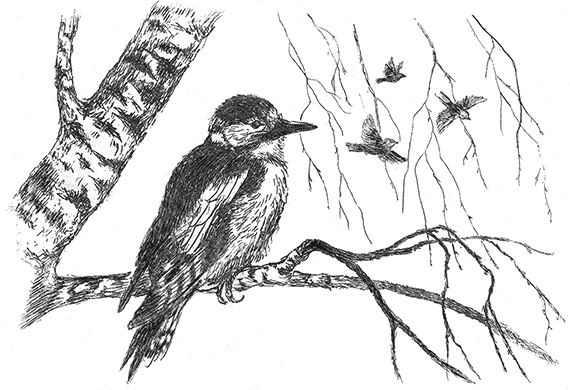 Иллюстрация к книге — Лесные разведчики [i_022.jpg]