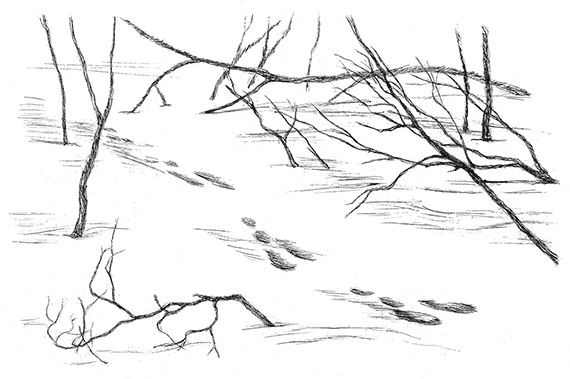 Иллюстрация к книге — Лесные разведчики [i_023.jpg]