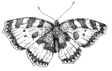 Иллюстрация к книге — Походная книга Муми-тролля [i_001.jpg]