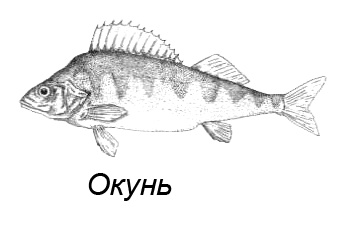 Иллюстрация к книге — Походная книга Муми-тролля [i_040.jpg]