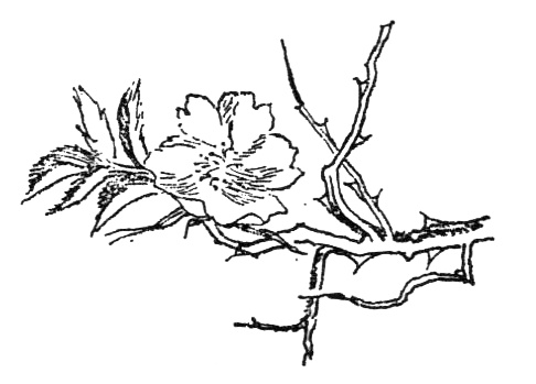 Иллюстрация к книге — Походная книга Муми-тролля [i_066.jpg]