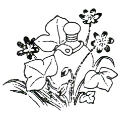 Иллюстрация к книге — Походная книга Муми-тролля [i_067.jpg]