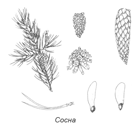 Иллюстрация к книге — Походная книга Муми-тролля [i_071.jpg]