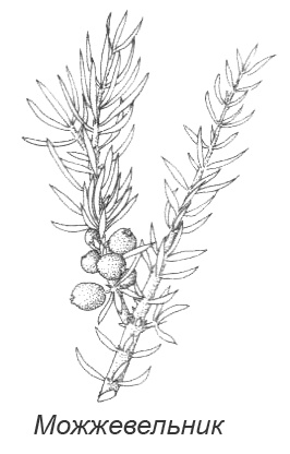 Иллюстрация к книге — Походная книга Муми-тролля [i_073.jpg]