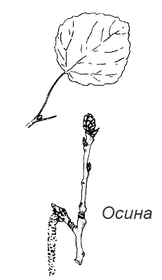 Иллюстрация к книге — Походная книга Муми-тролля [i_076.jpg]