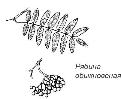 Иллюстрация к книге — Походная книга Муми-тролля [i_081.jpg]