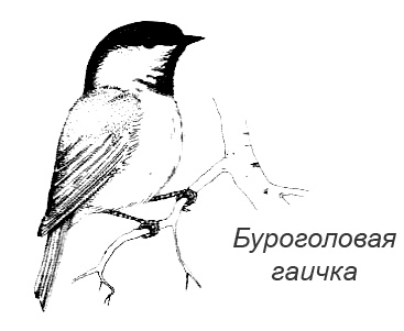 Иллюстрация к книге — Походная книга Муми-тролля [i_100.jpg]