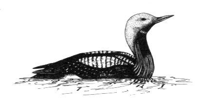 Иллюстрация к книге — Походная книга Муми-тролля [i_103.jpg]