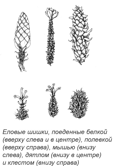 Иллюстрация к книге — Походная книга Муми-тролля [i_108.jpg]