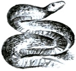 Иллюстрация к книге — Под крыльцом [img21.jpg]