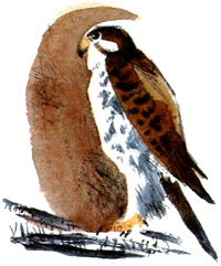 Иллюстрация к книге — Под крыльцом [img32.jpg]